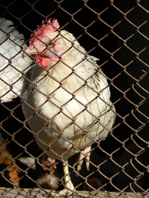 中游刃有余 中游刃有余